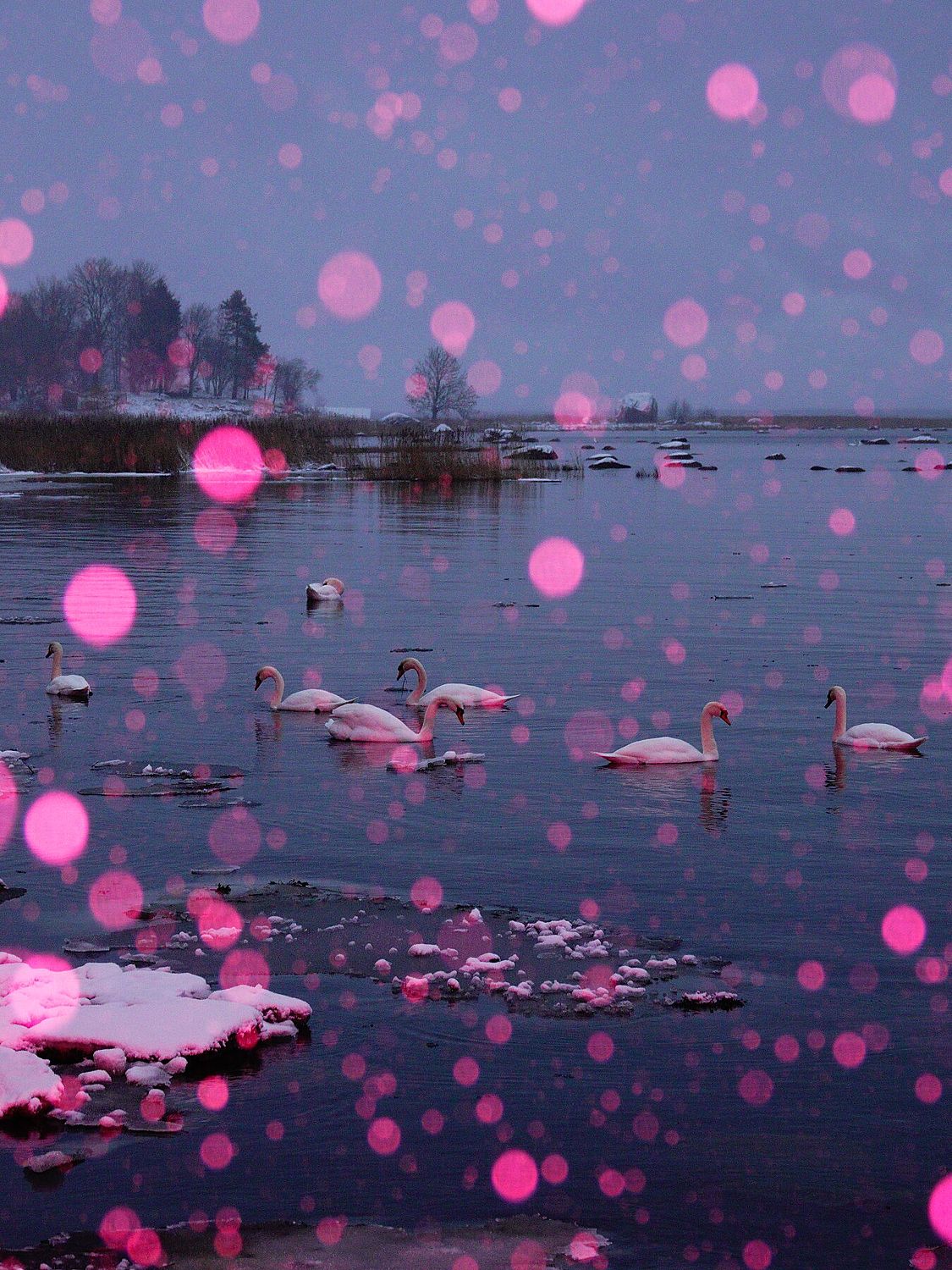 Pink Snow, Swan Lake - Limited Edition