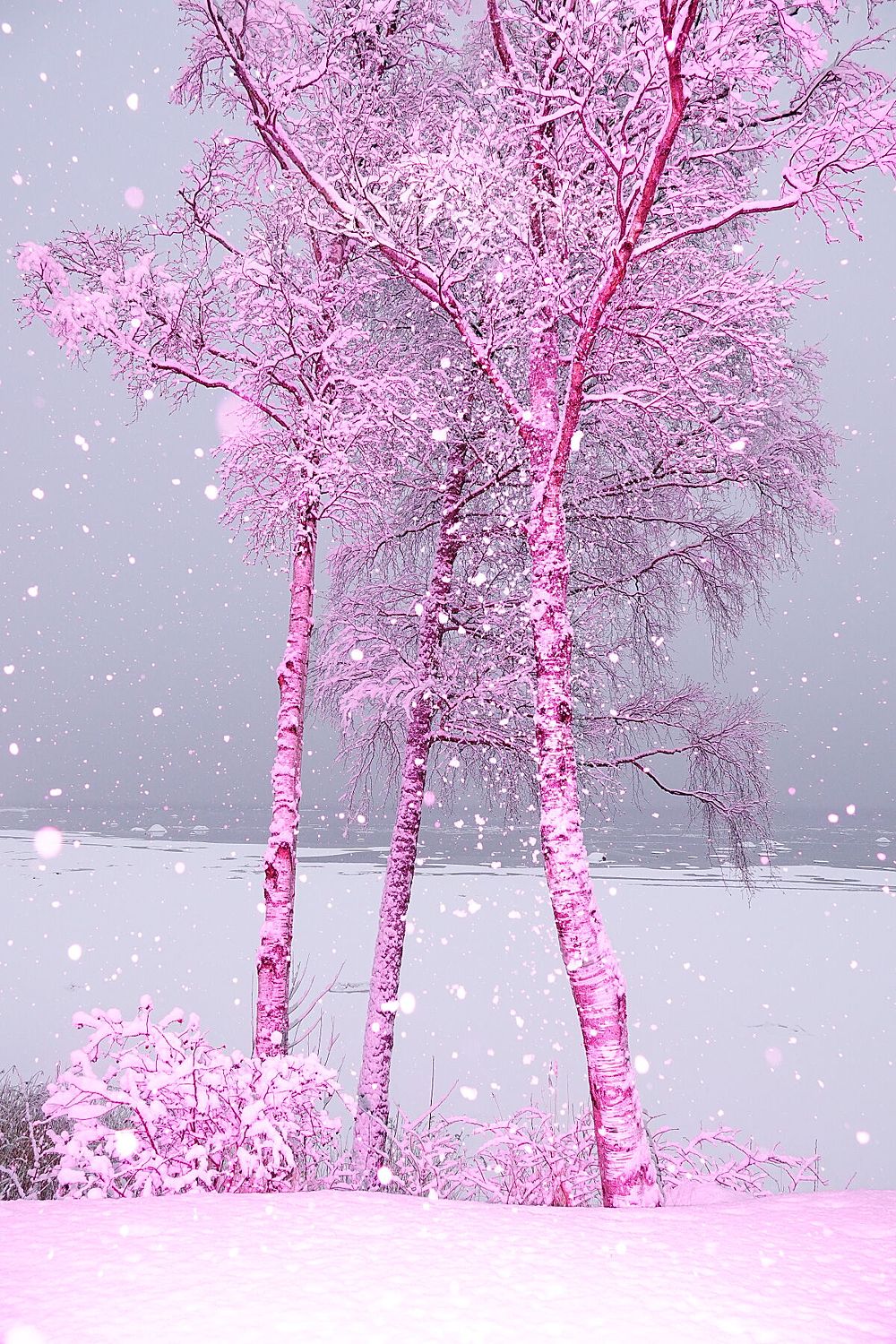 Pinkscape - Limited Edition