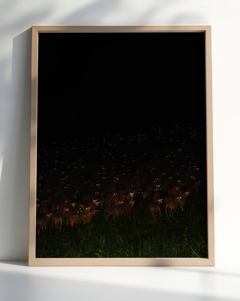 Constellambs - Limited Edition
