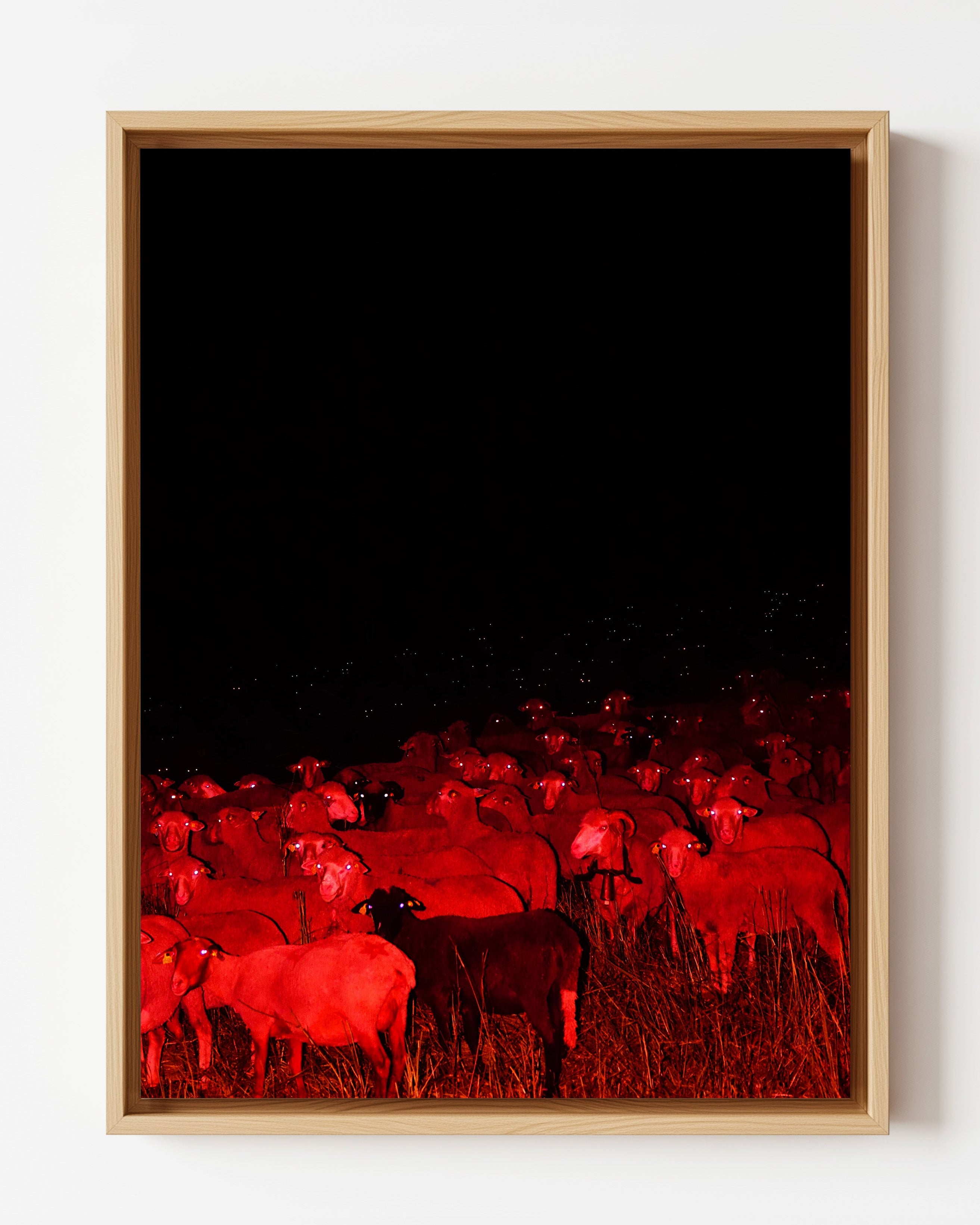 Eyes of the Night - Framed Canvas