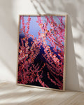 Pink Spring - Limited Edition