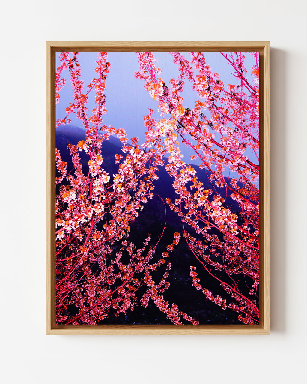 Pink Spring - Limited Edition