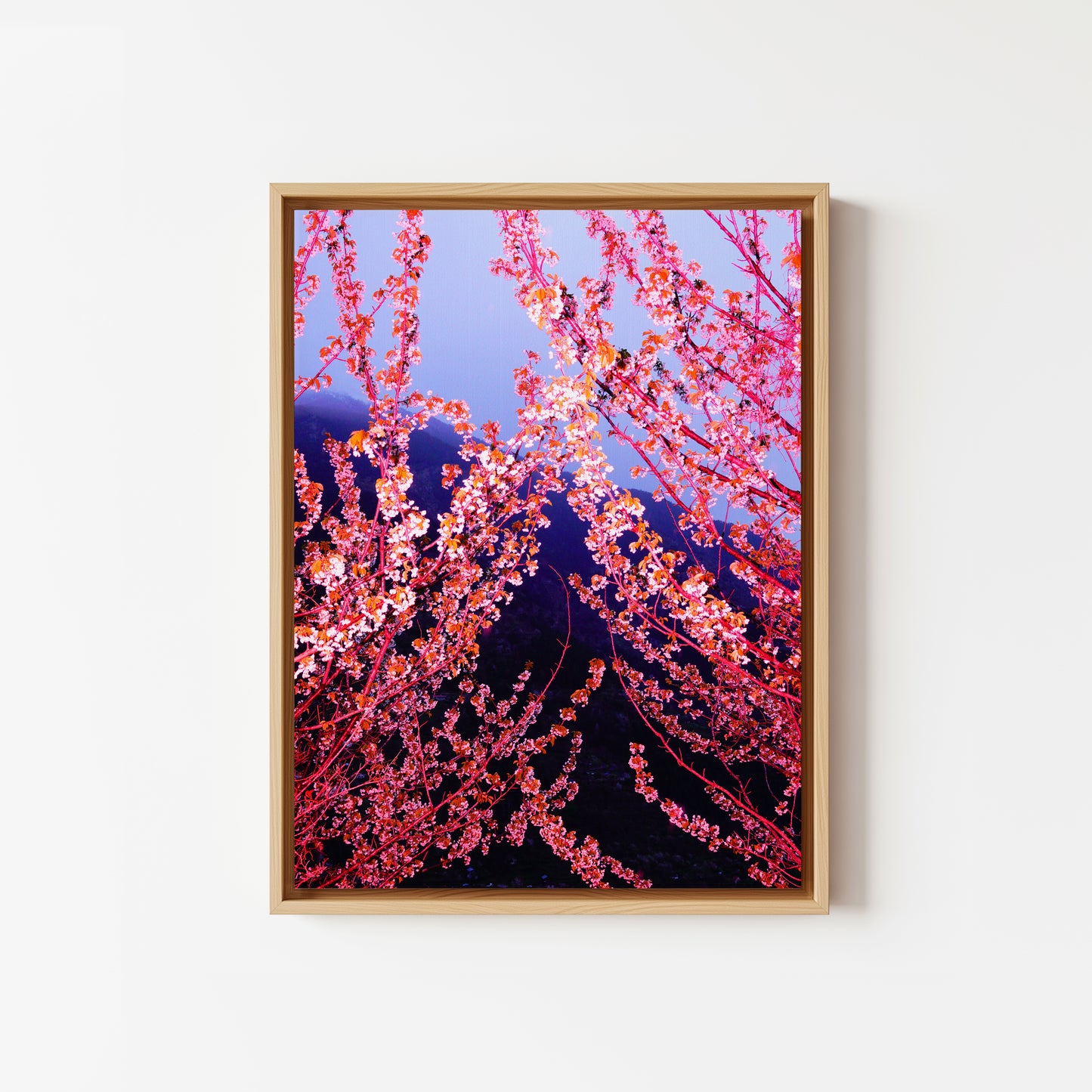 Pink Spring