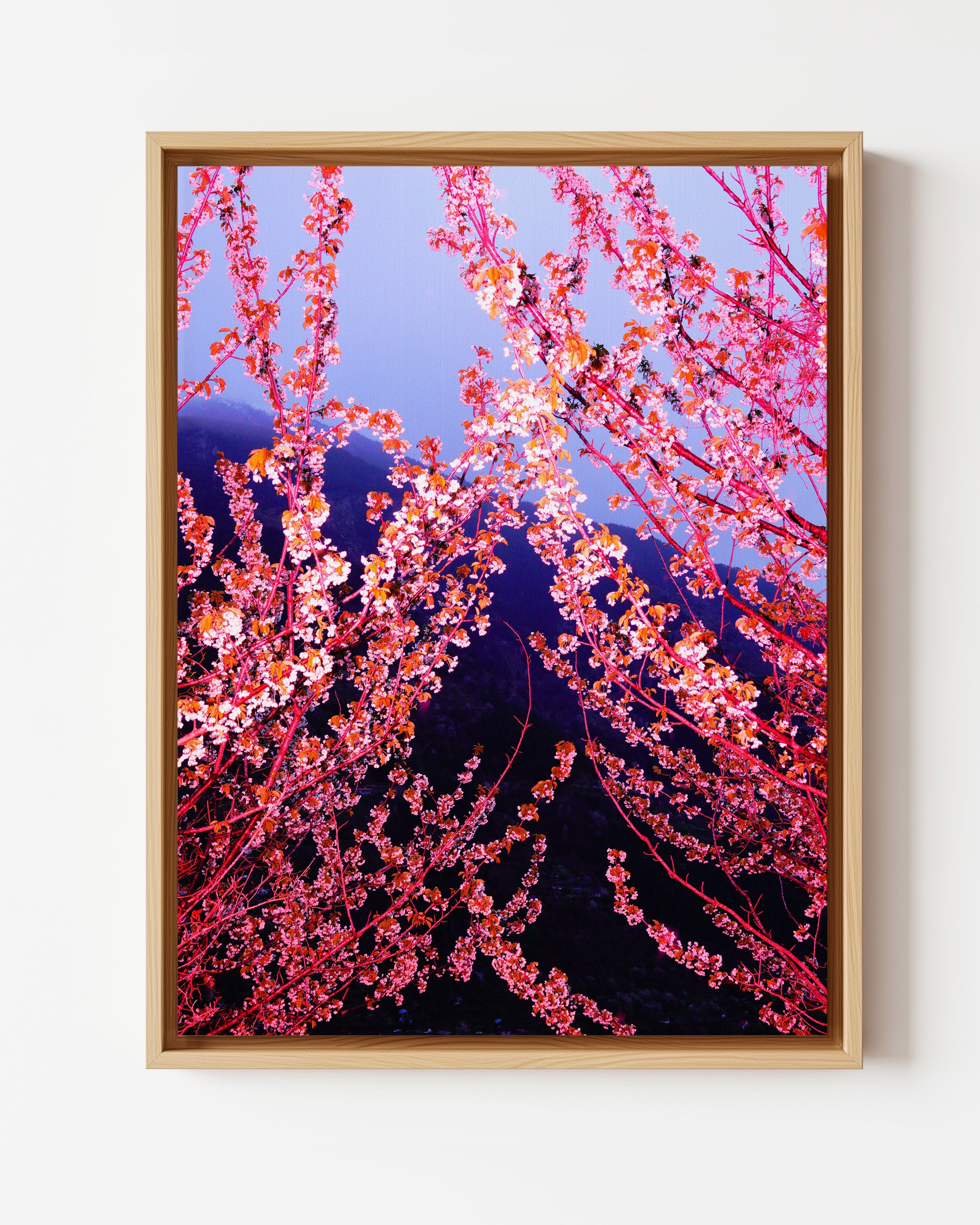 Pink Spring - Limited Edition