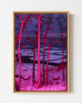 Frozen in Pink - Framed Canvas