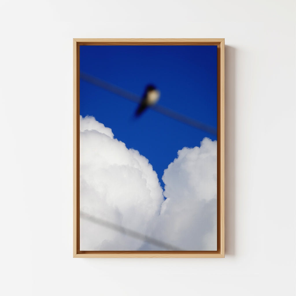 Sky Swallows Swallow - Framed Canvas