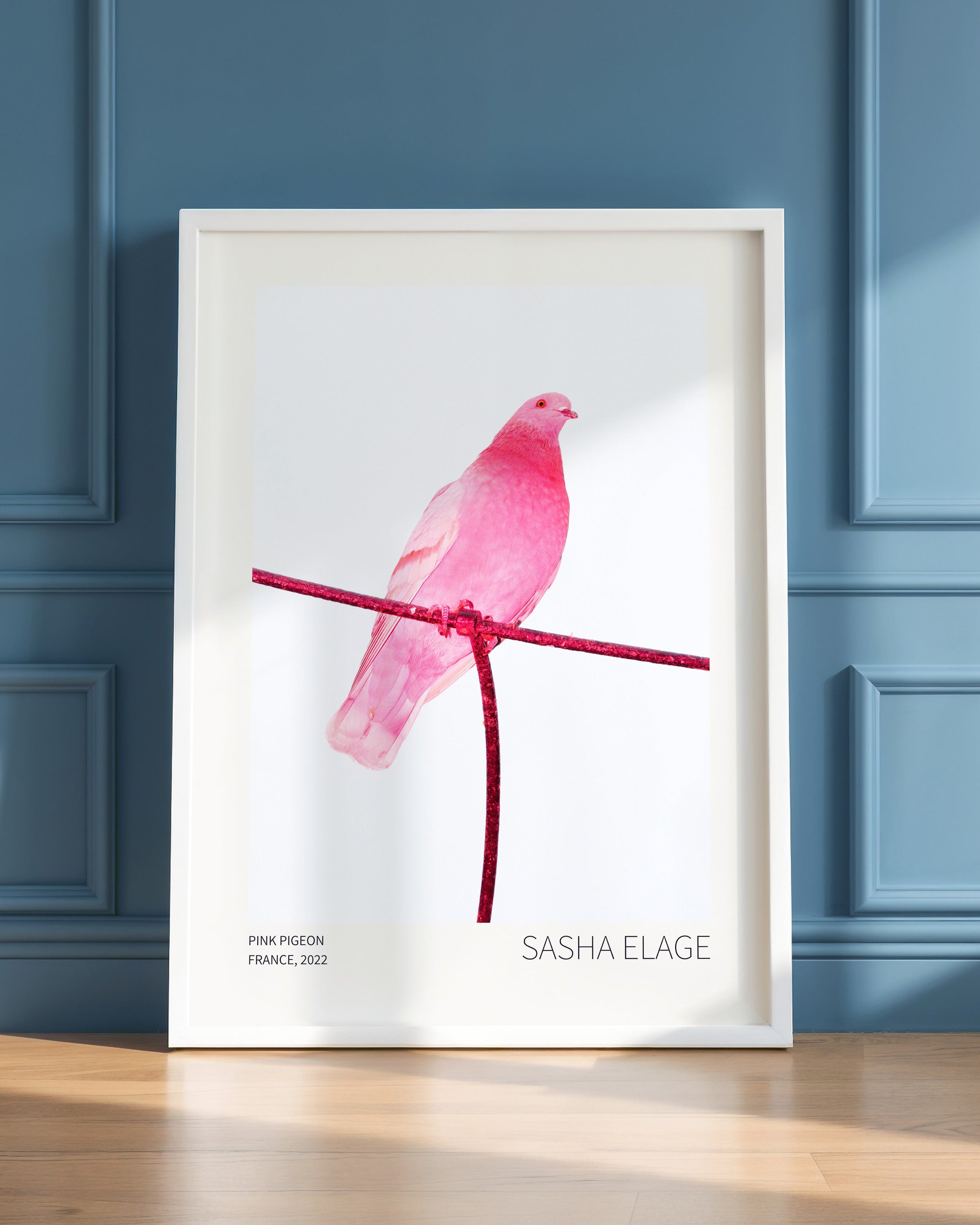 Pink Pigeon - Open Edition
