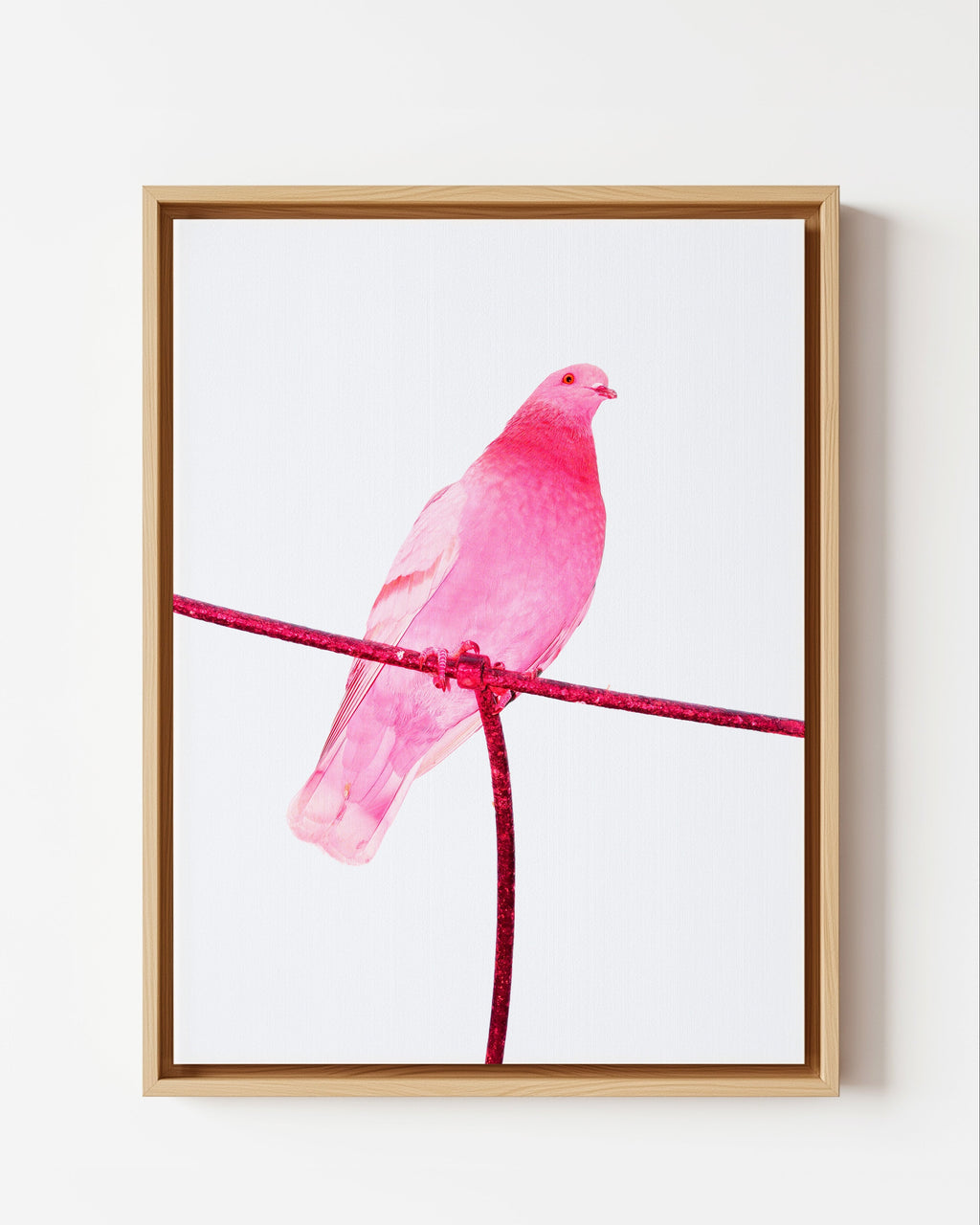 Pink Pigeon - Framed Canvas