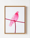 Pink Pigeon - Framed Canvas