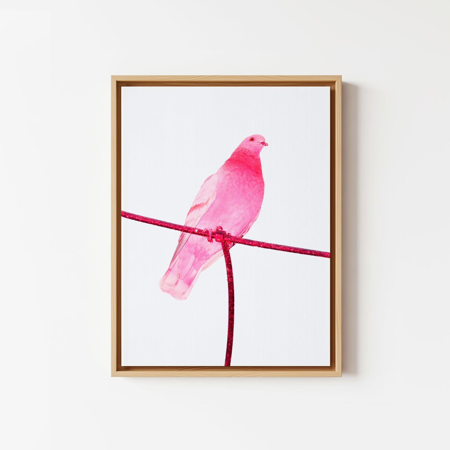 Pink Pigeon