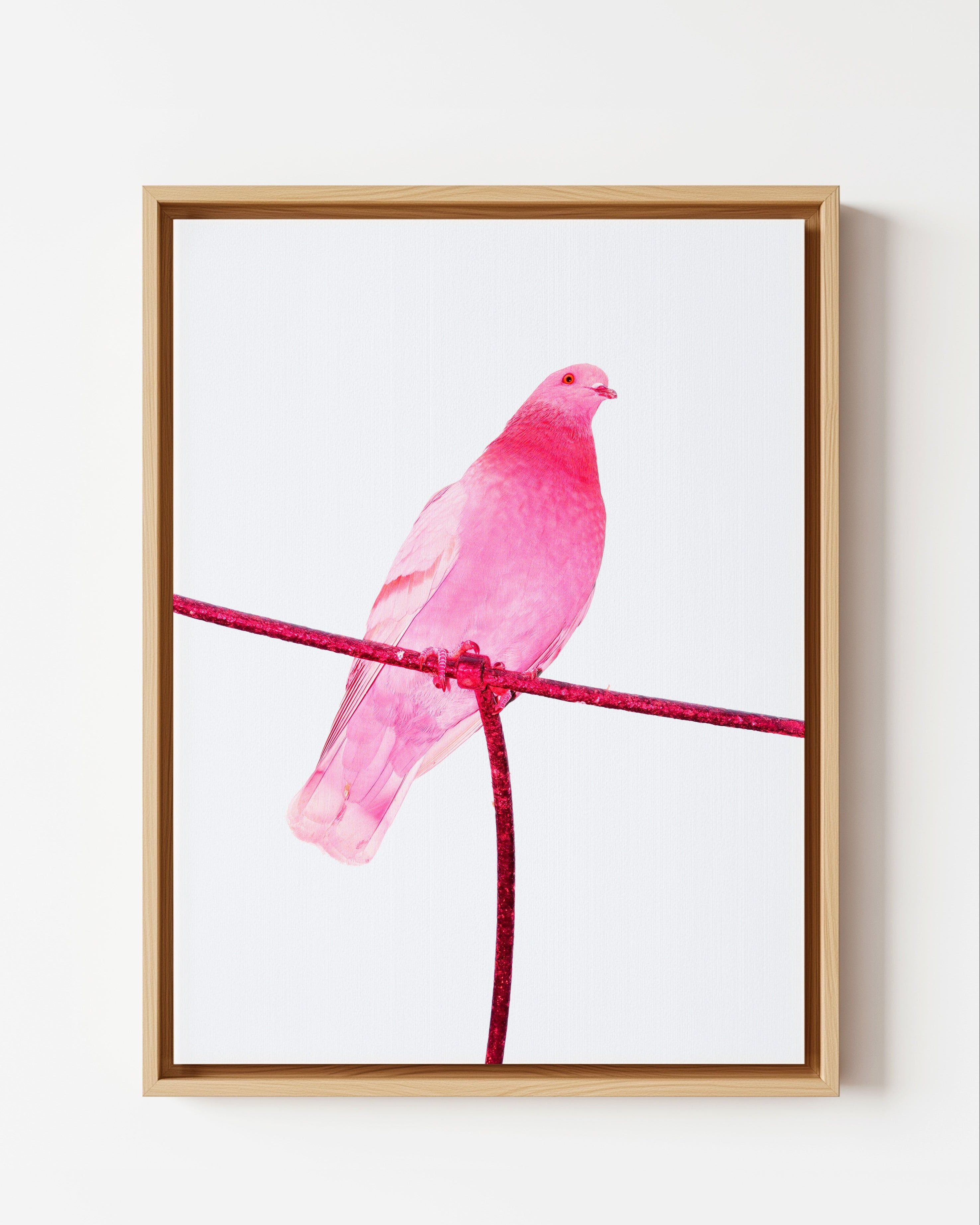 Pink Pigeon - Framed Canvas