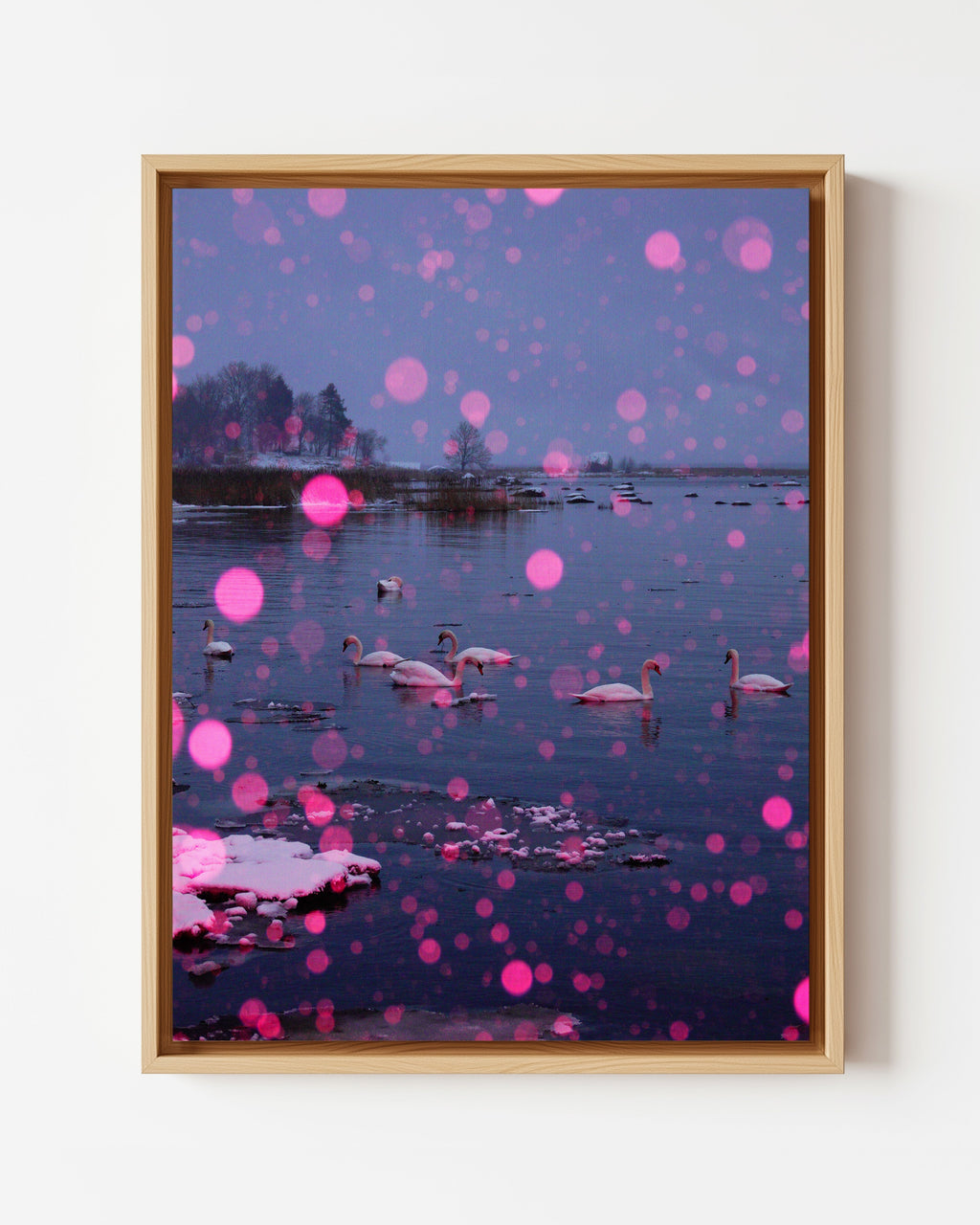 Pink Snow, Swan Lake - Framed Canvas