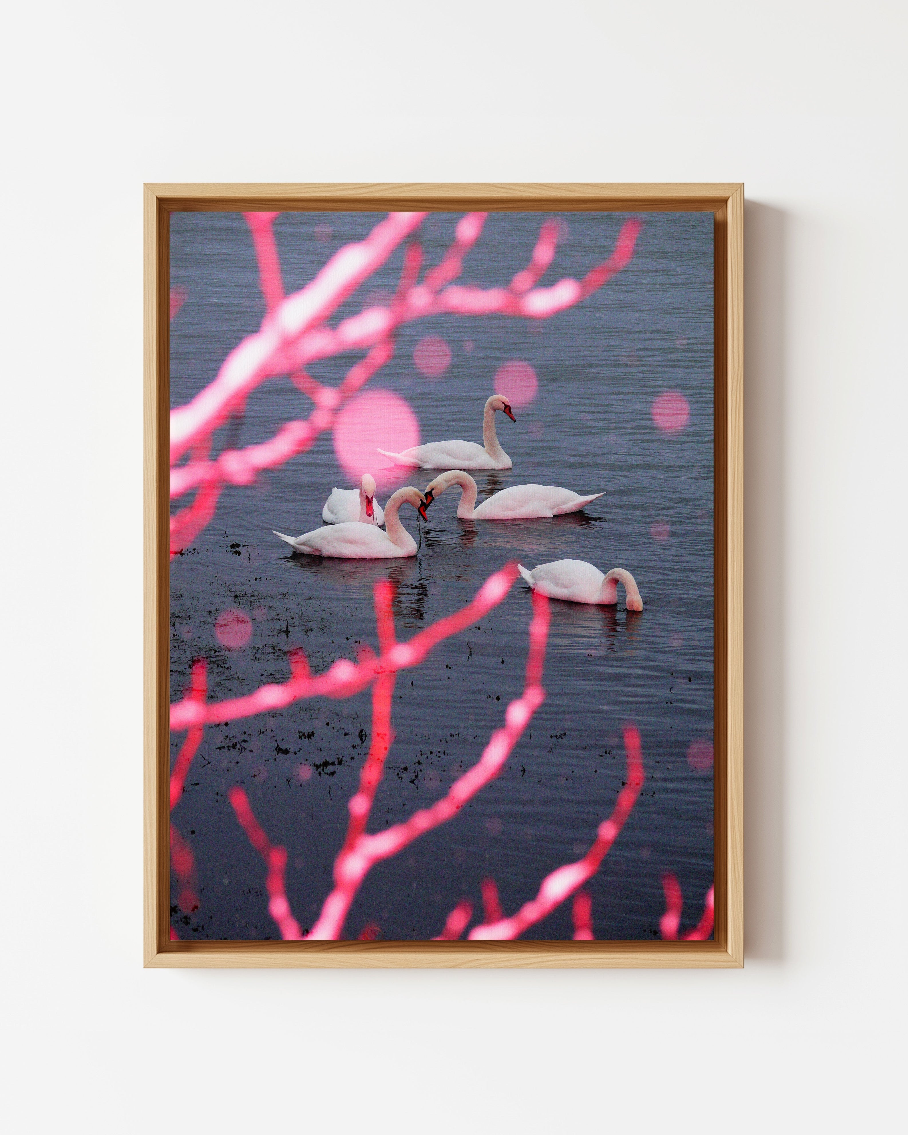 Snow Ballet on Swan Lake - Framed Canvas