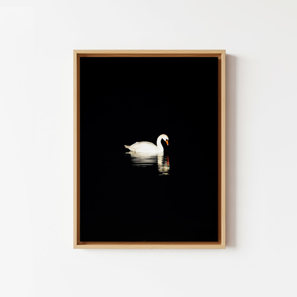 Lonely Swan - Framed Canvas