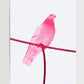 Pink Pigeon