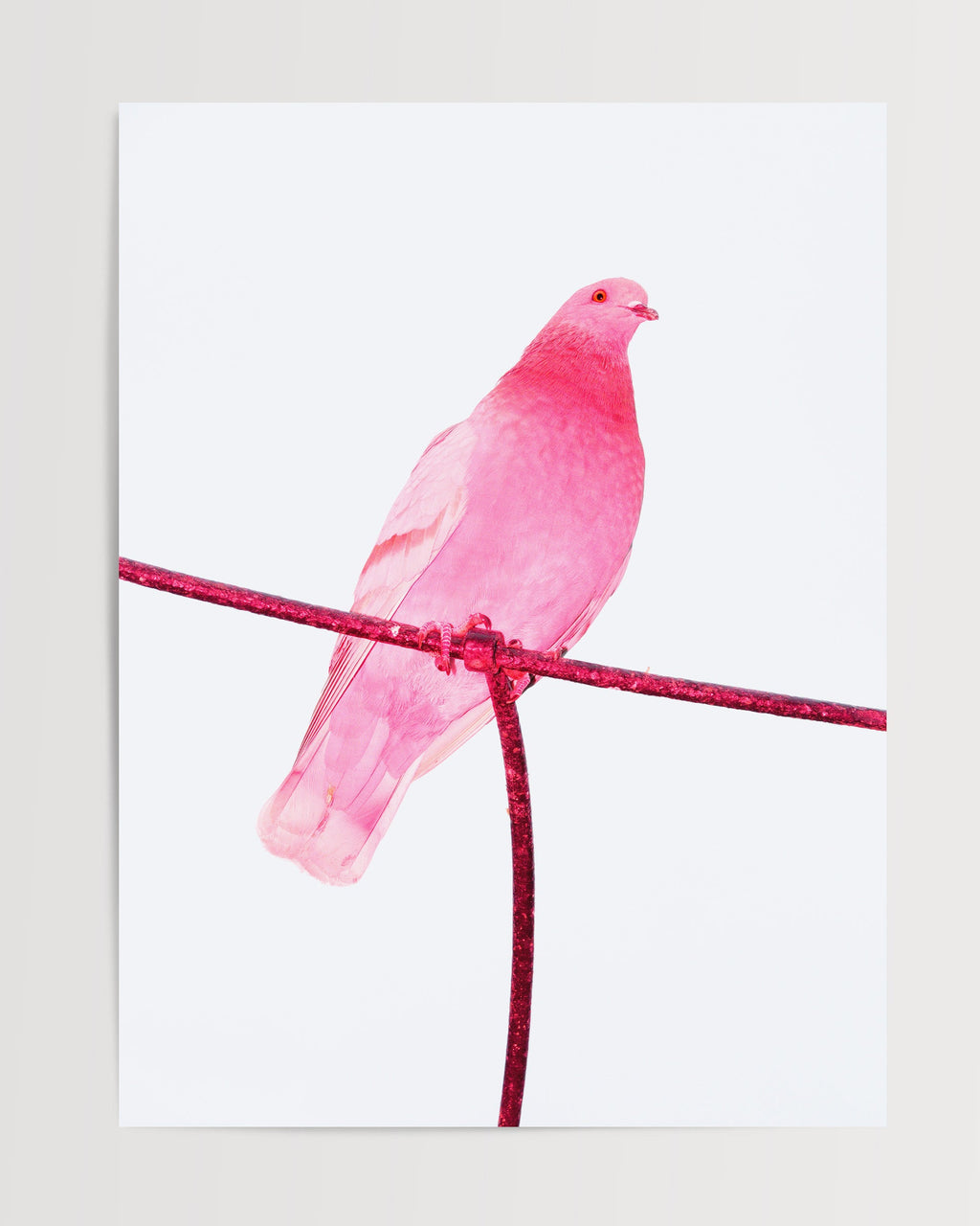 Pink Pigeon - Limited Edition