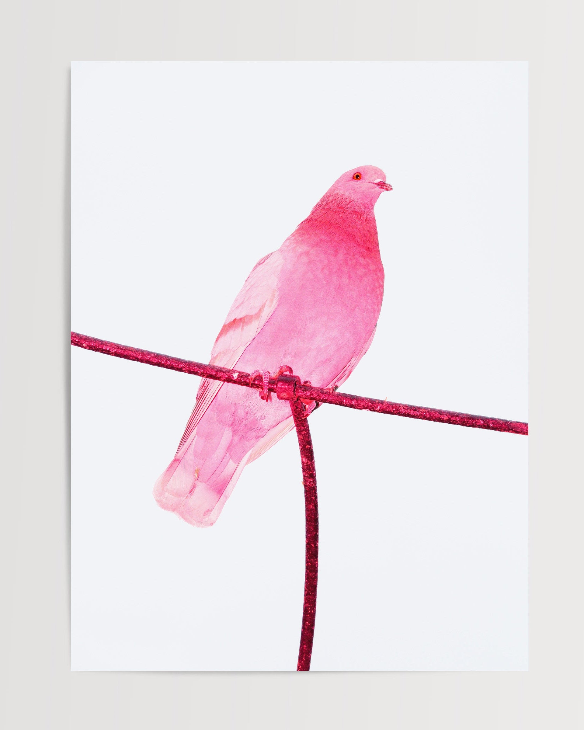 Pink Pigeon - Limited Edition