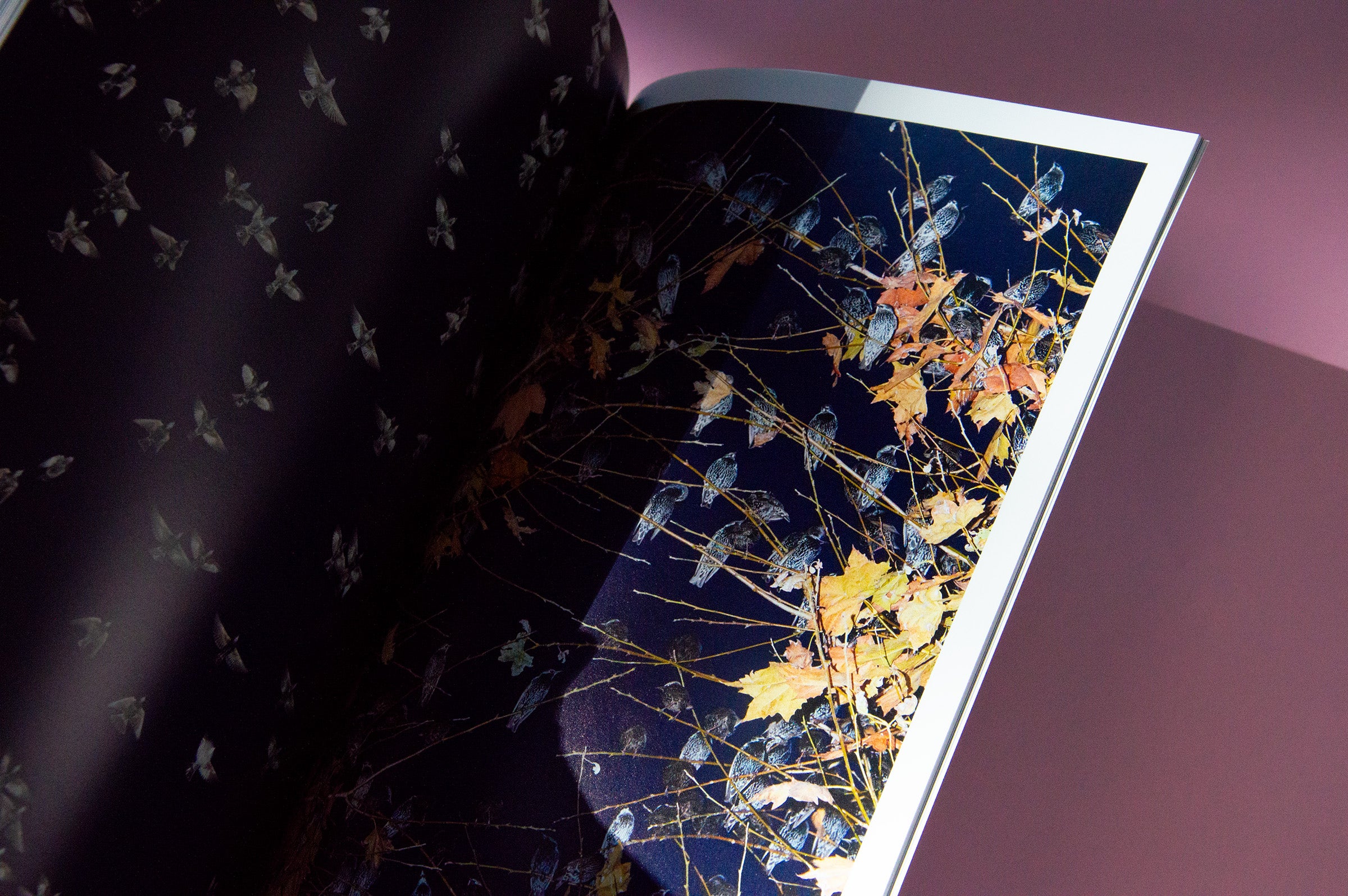 "Murmurations" Photography Book