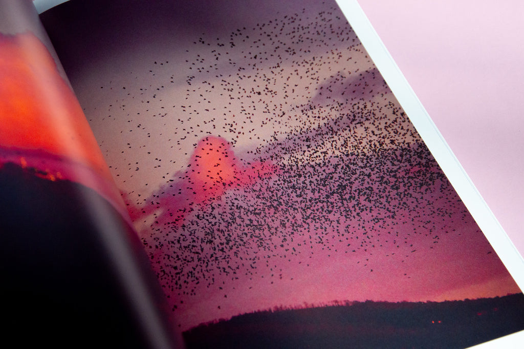 "Murmurations" Photography Book
