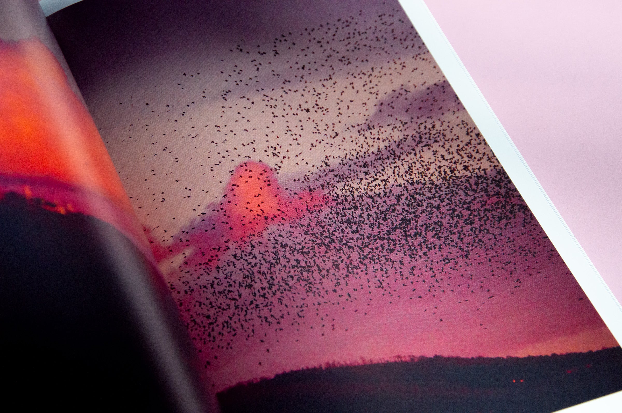 "Murmurations" Photography Book