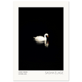 Lonely Swan, fine art photograph by Sasha Elage, Featherverse collection