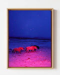 Three Horses in a Pink Storm - Framed Canvas