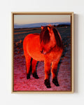 Red Horse with a Fringe - Framed Canvas
