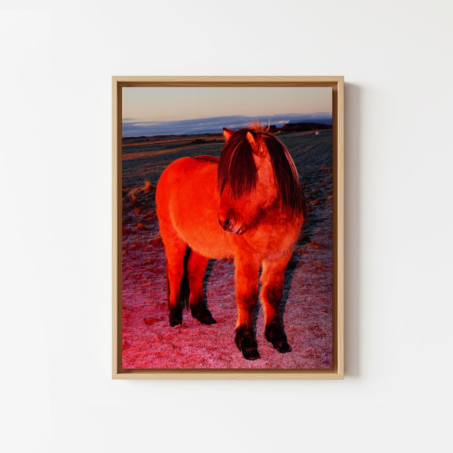 Red Horse with a Fringe