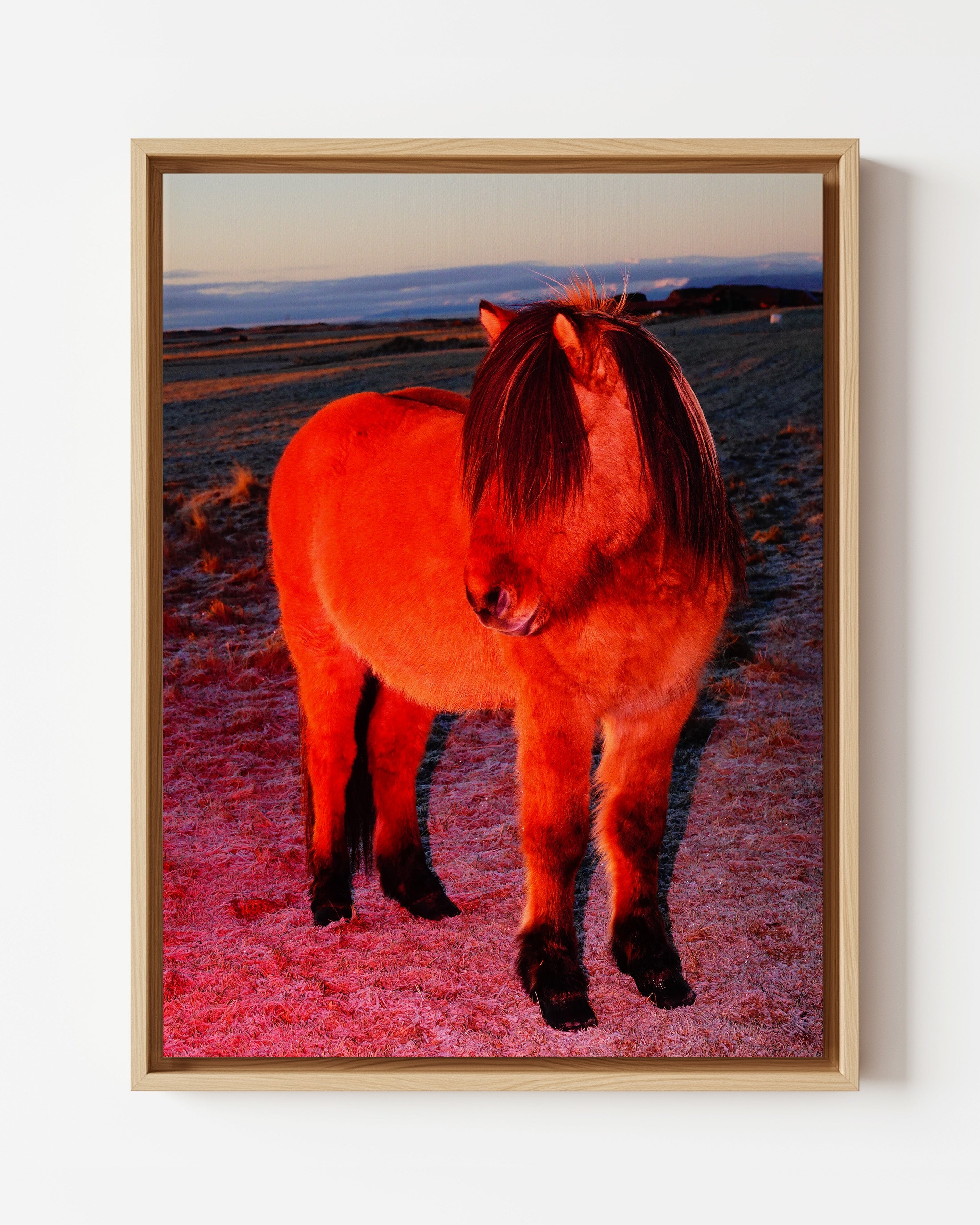 Red Horse with a Fringe - Limited Edition