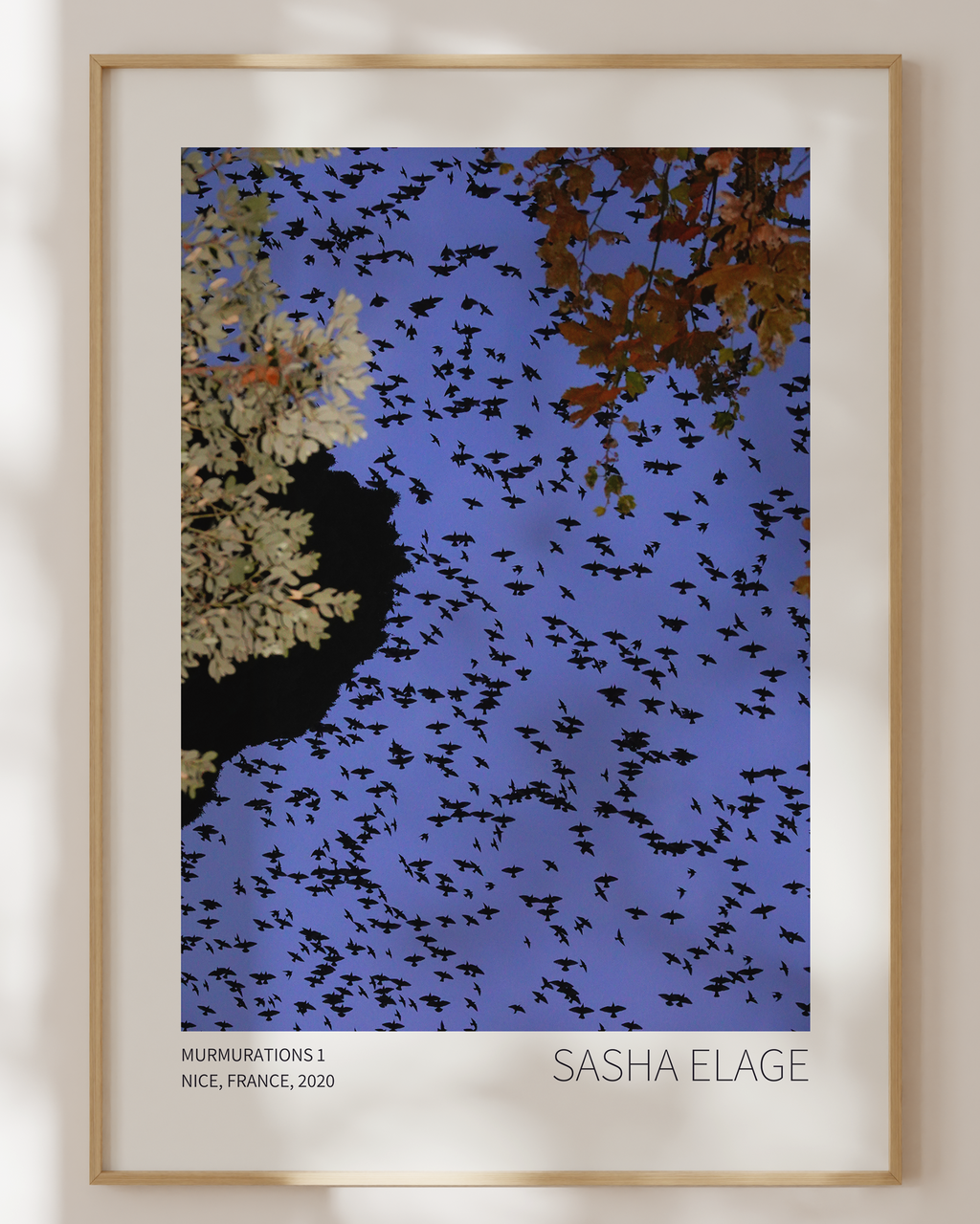 Murmurations 1 - Limited Edition