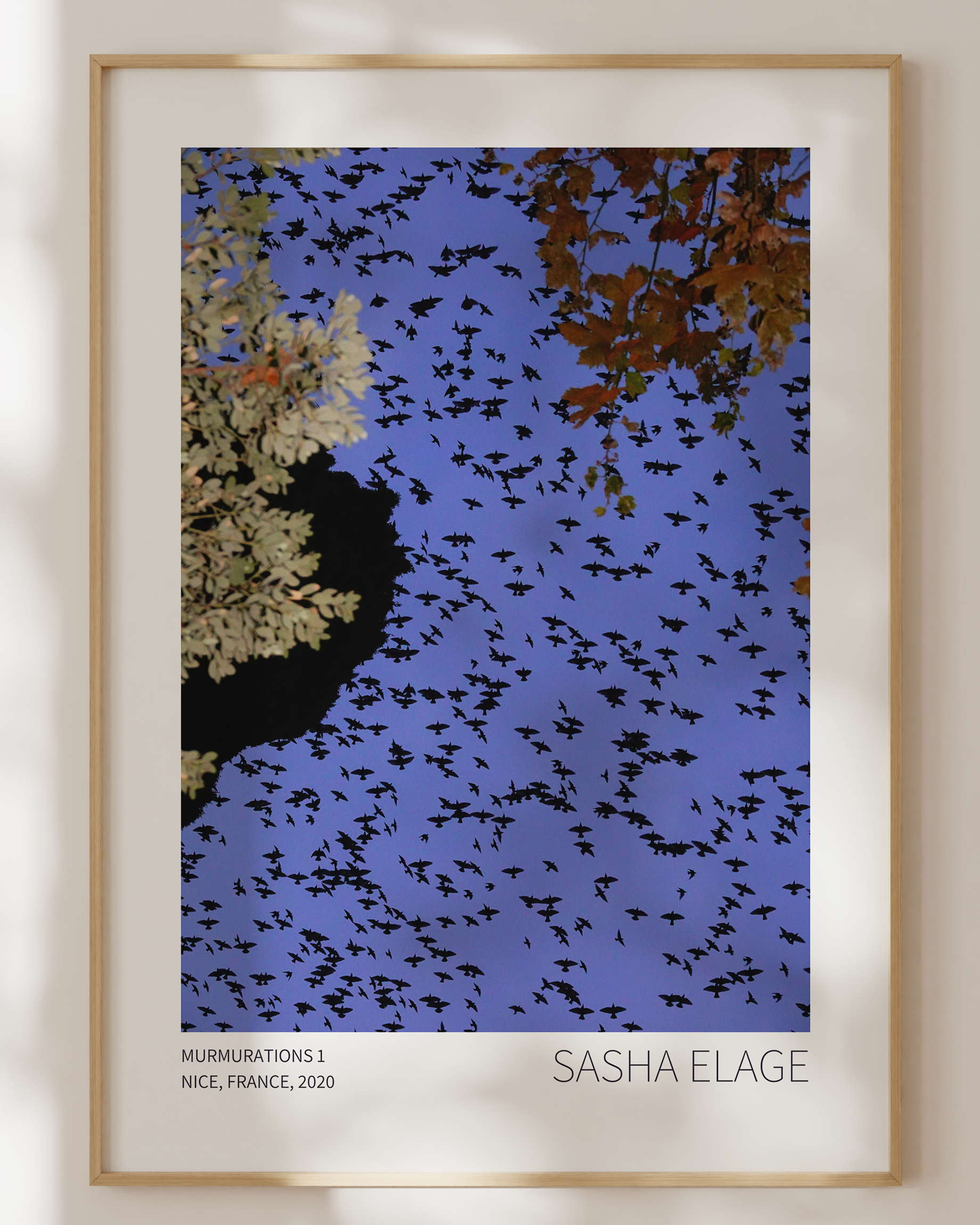 Murmurations 1 - Limited Edition