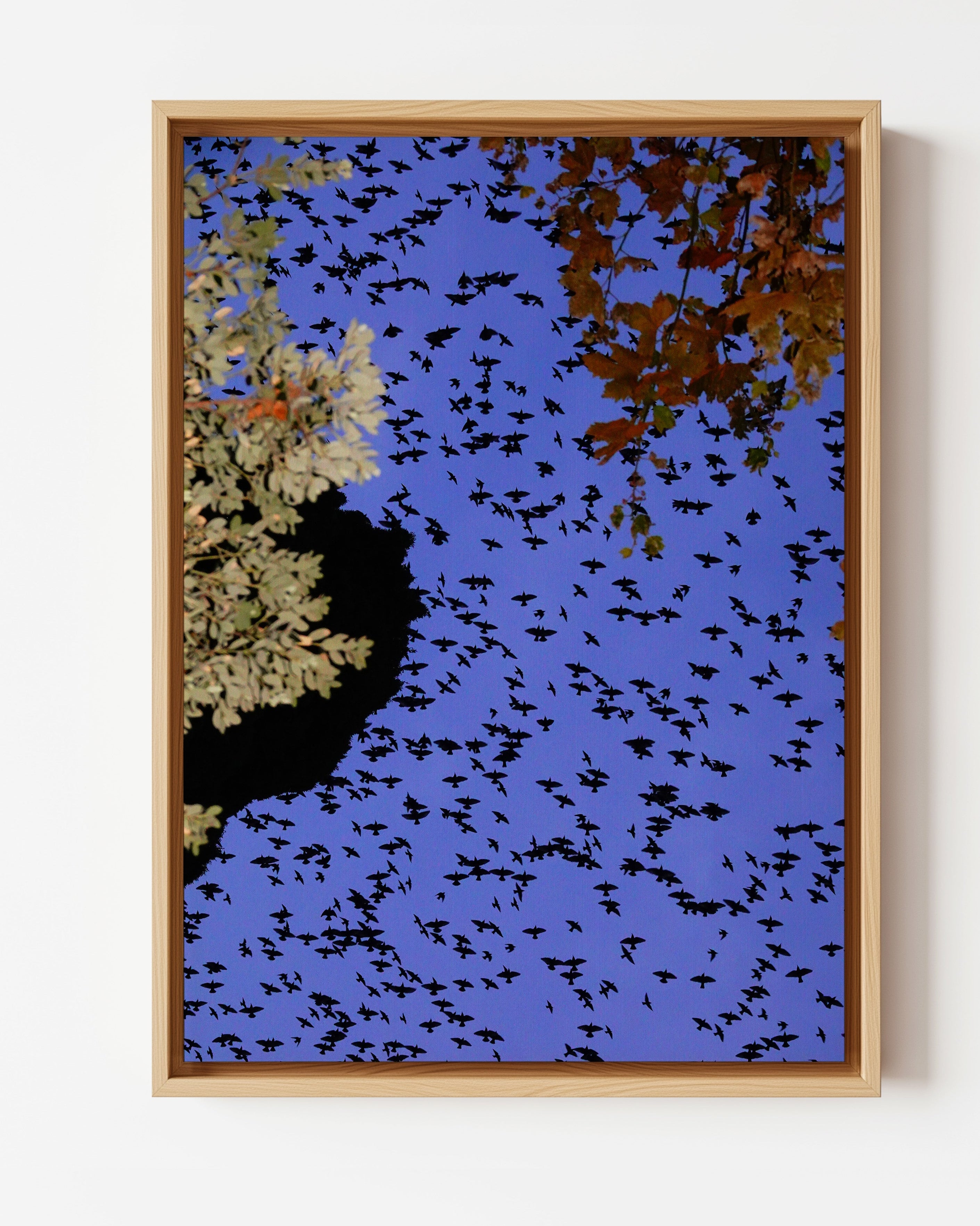 Murmurations 1 - Limited Edition