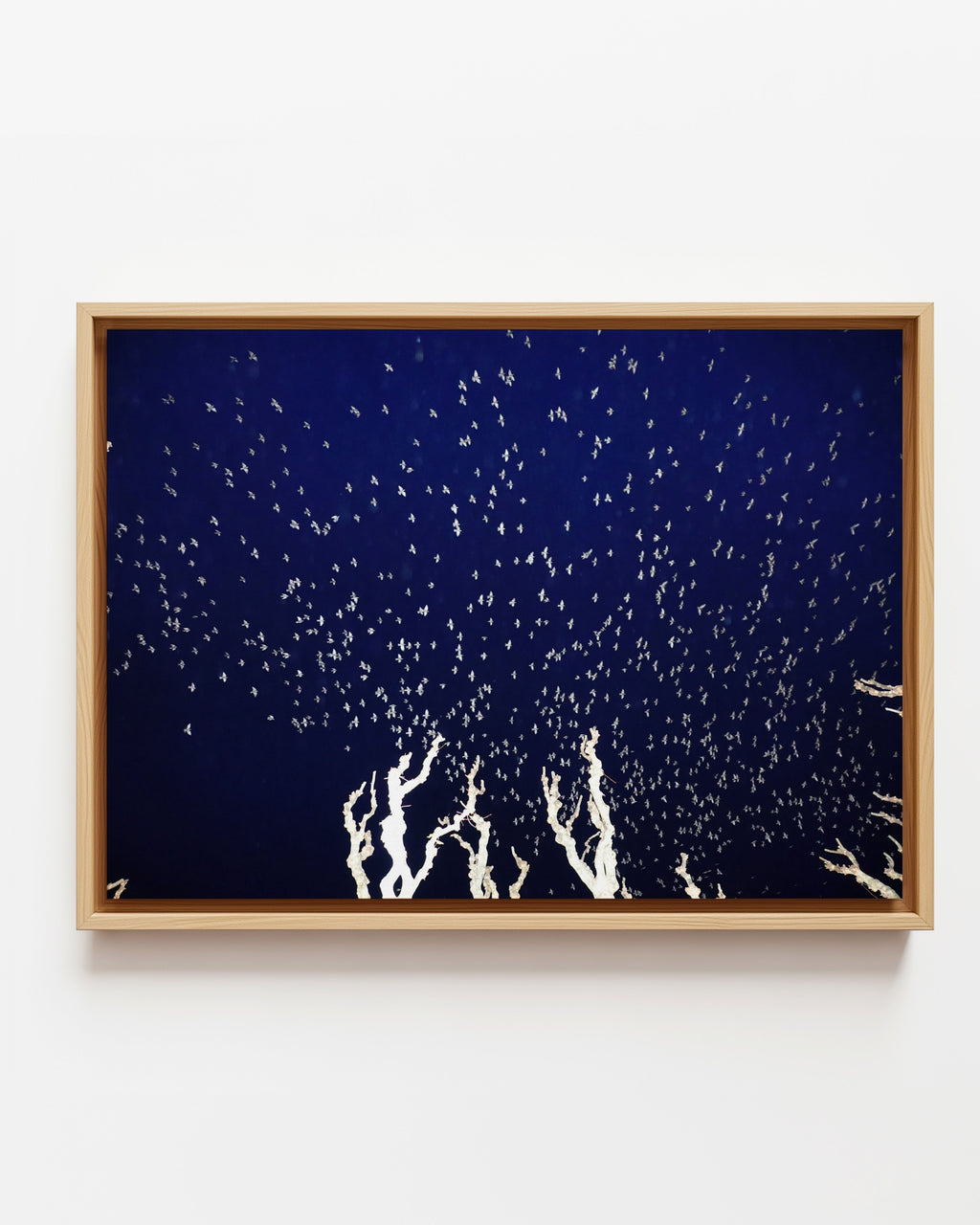 Murmurations 3 - Framed Canvas
