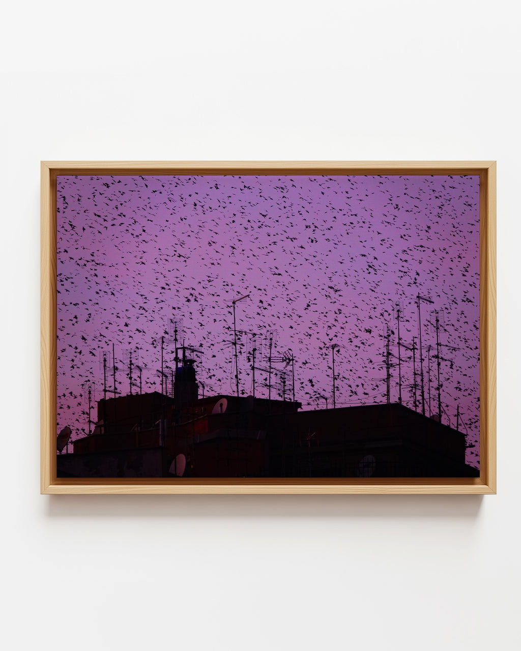 Murmurations 5 - Framed Canvas