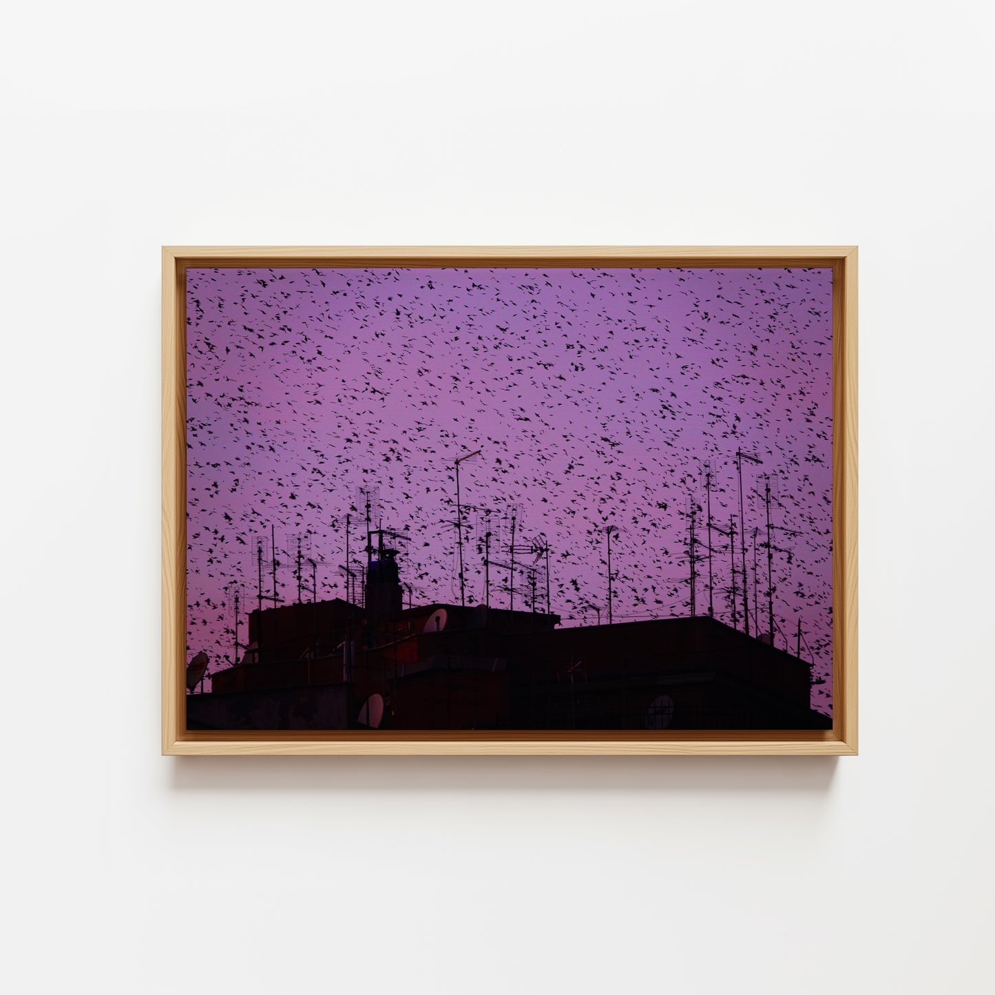 Murmurations 5