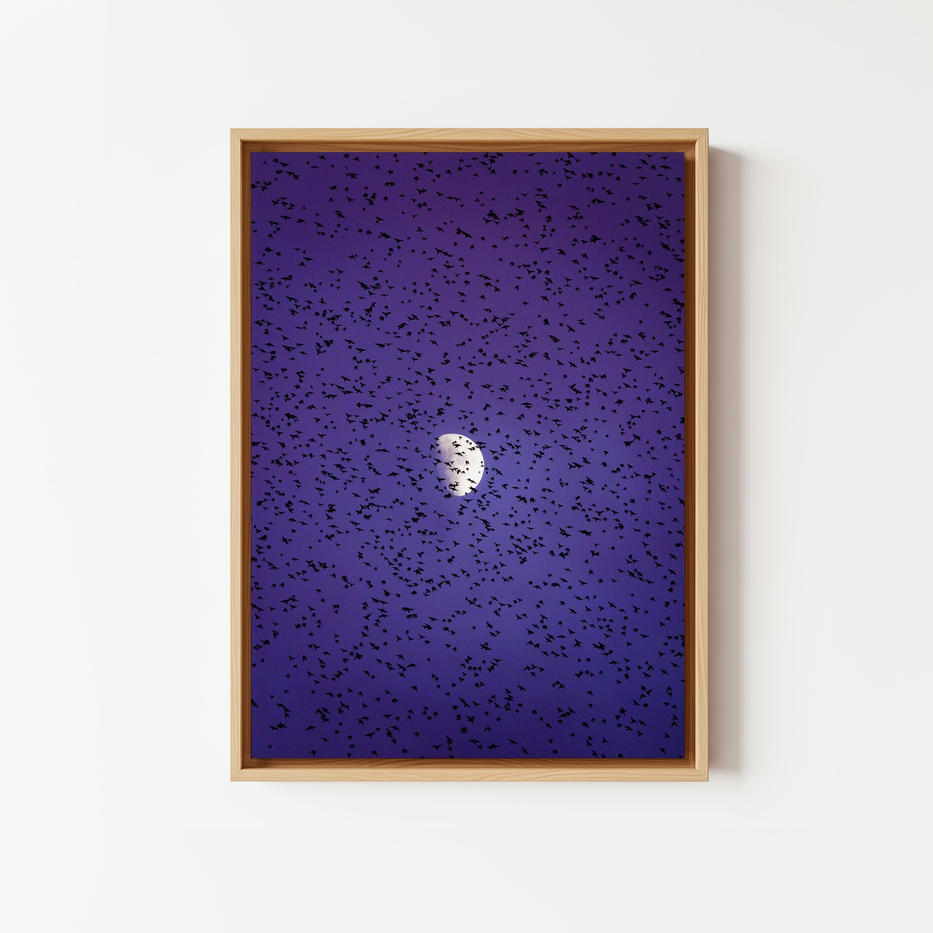 Murmurations 6 - Framed Canvas