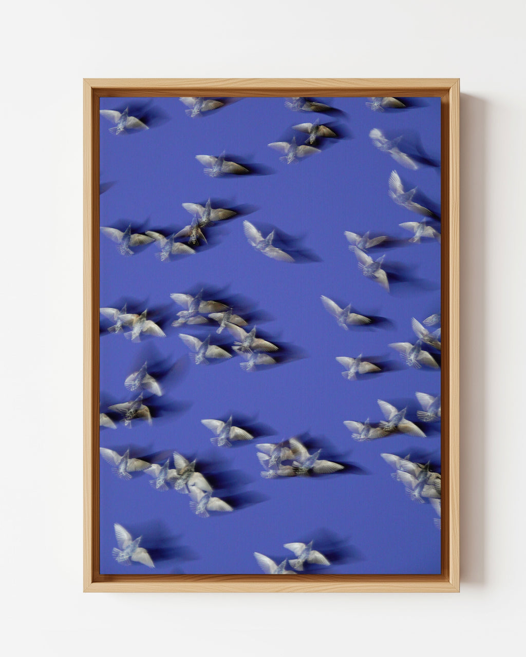 Murmurations 8 - Framed Canvas