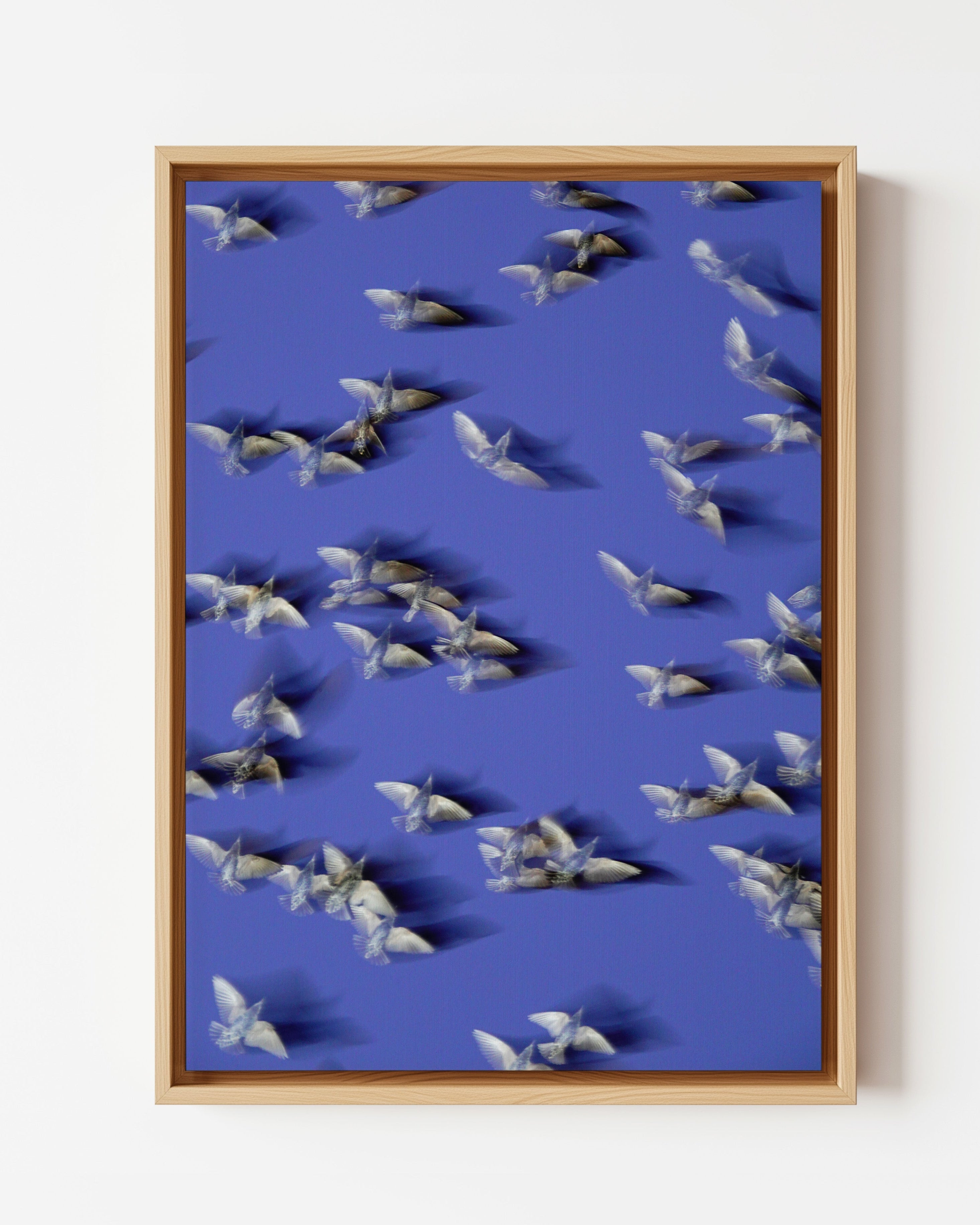 Murmurations 8 - Framed Canvas