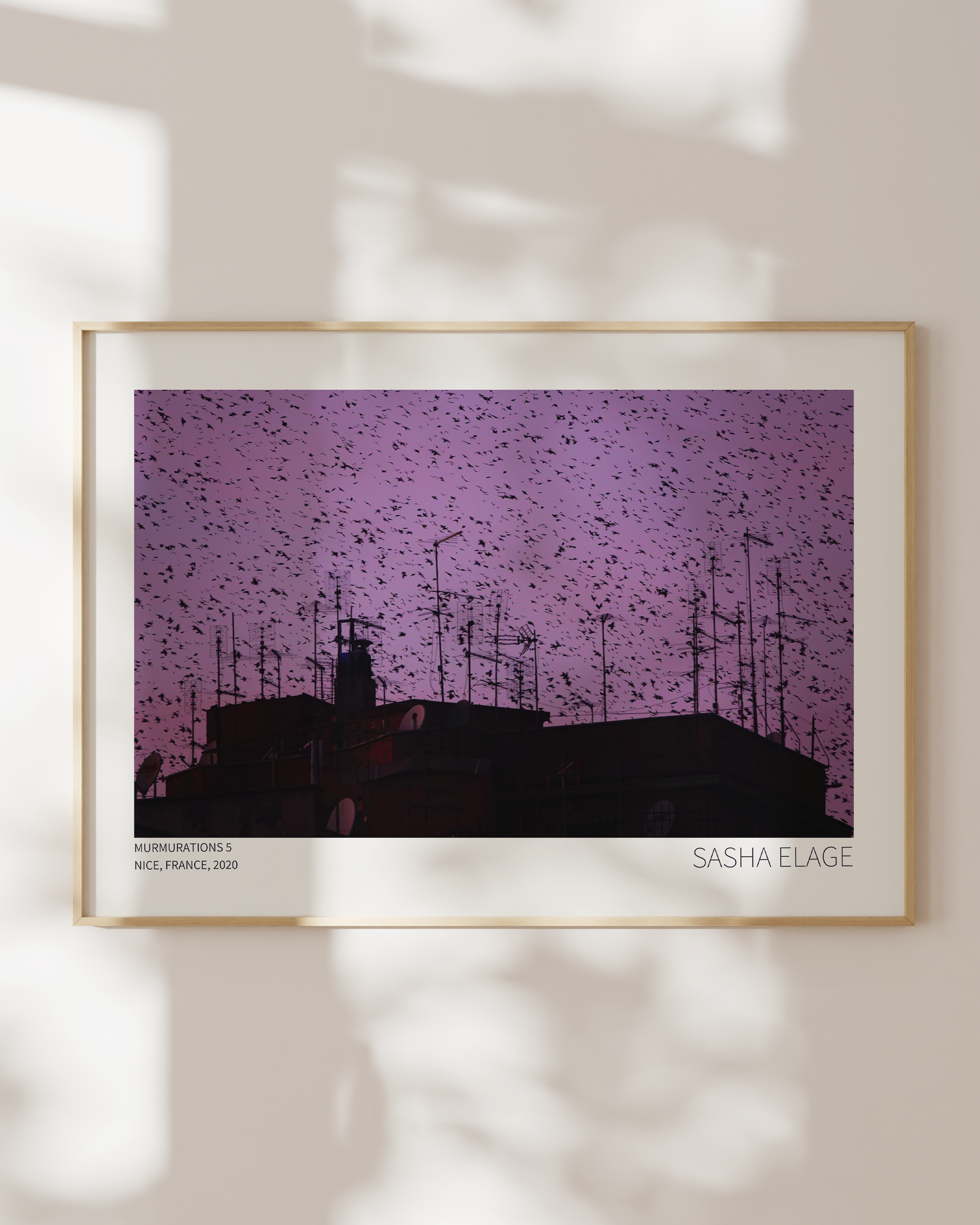 Murmurations 5 - Open Edition