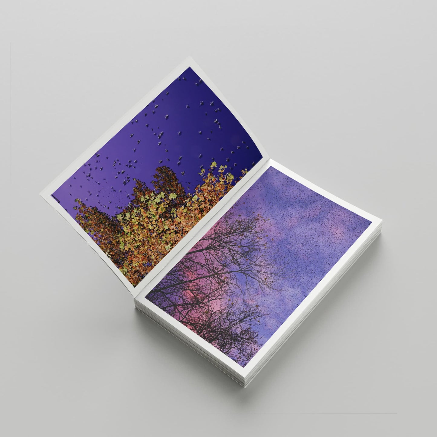 "Murmurations" Photography Book