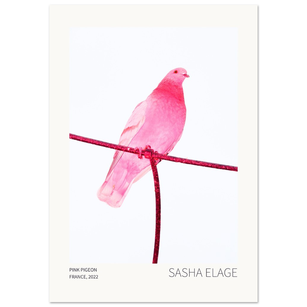 Pink Pigeon, fine art photograph by Sasha Elage, Featherverse collection