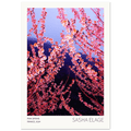 Pink Spring - Open Edition