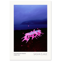 Postponed Pink Promises, fine art photograph by Sasha Elage, Dreaming In Pink collection