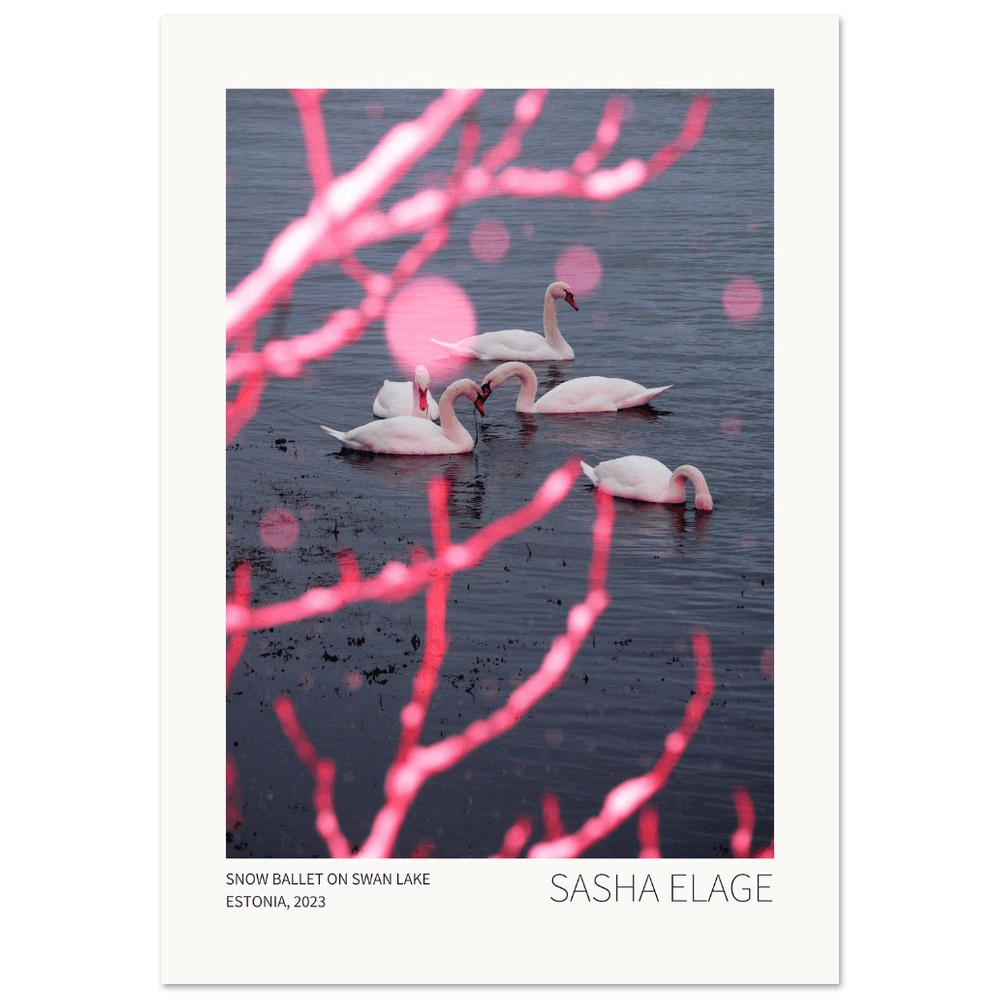 Snow Ballet on Swan Lake, fine art photograph by Sasha Elage, Featherverse collection