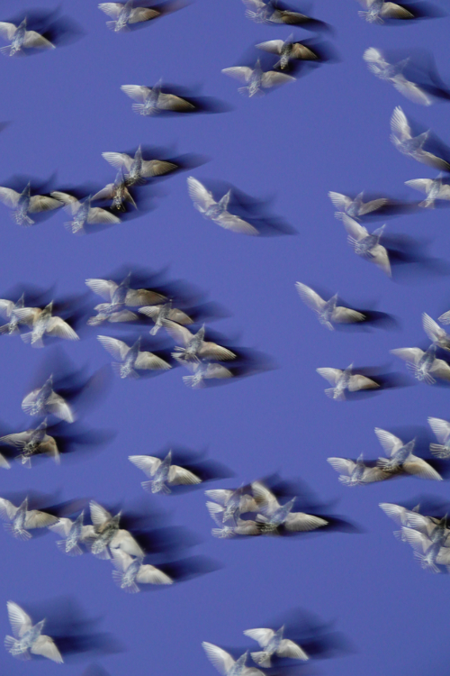 Murmurations 8 - Open Edition