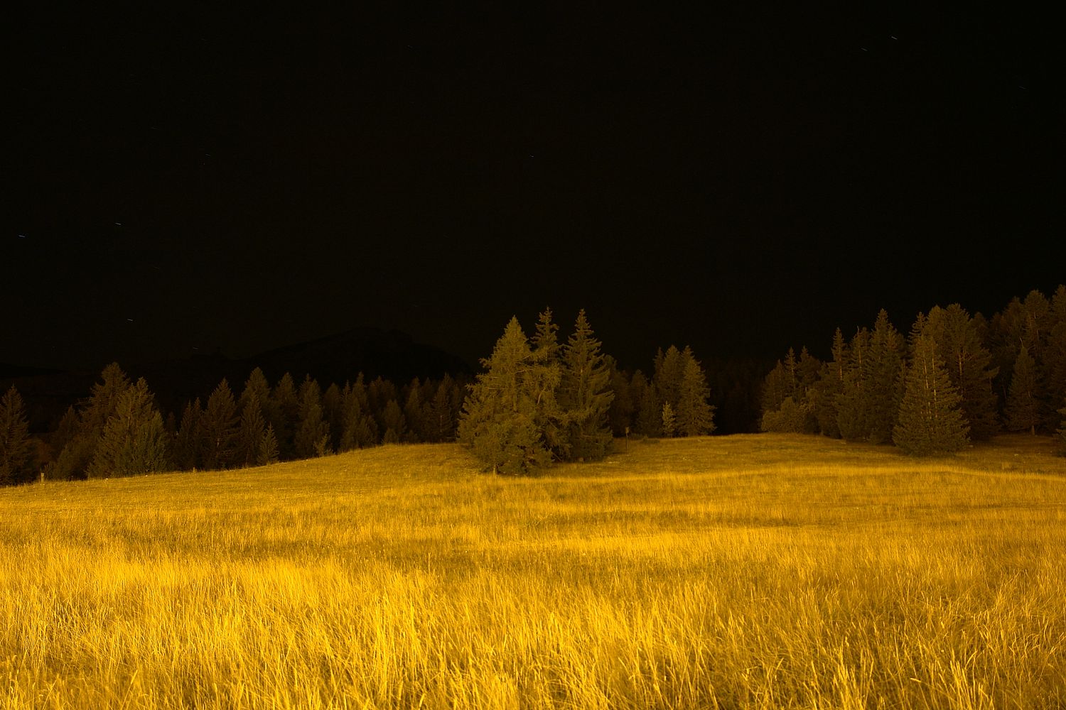 Yellow-Limited Edition