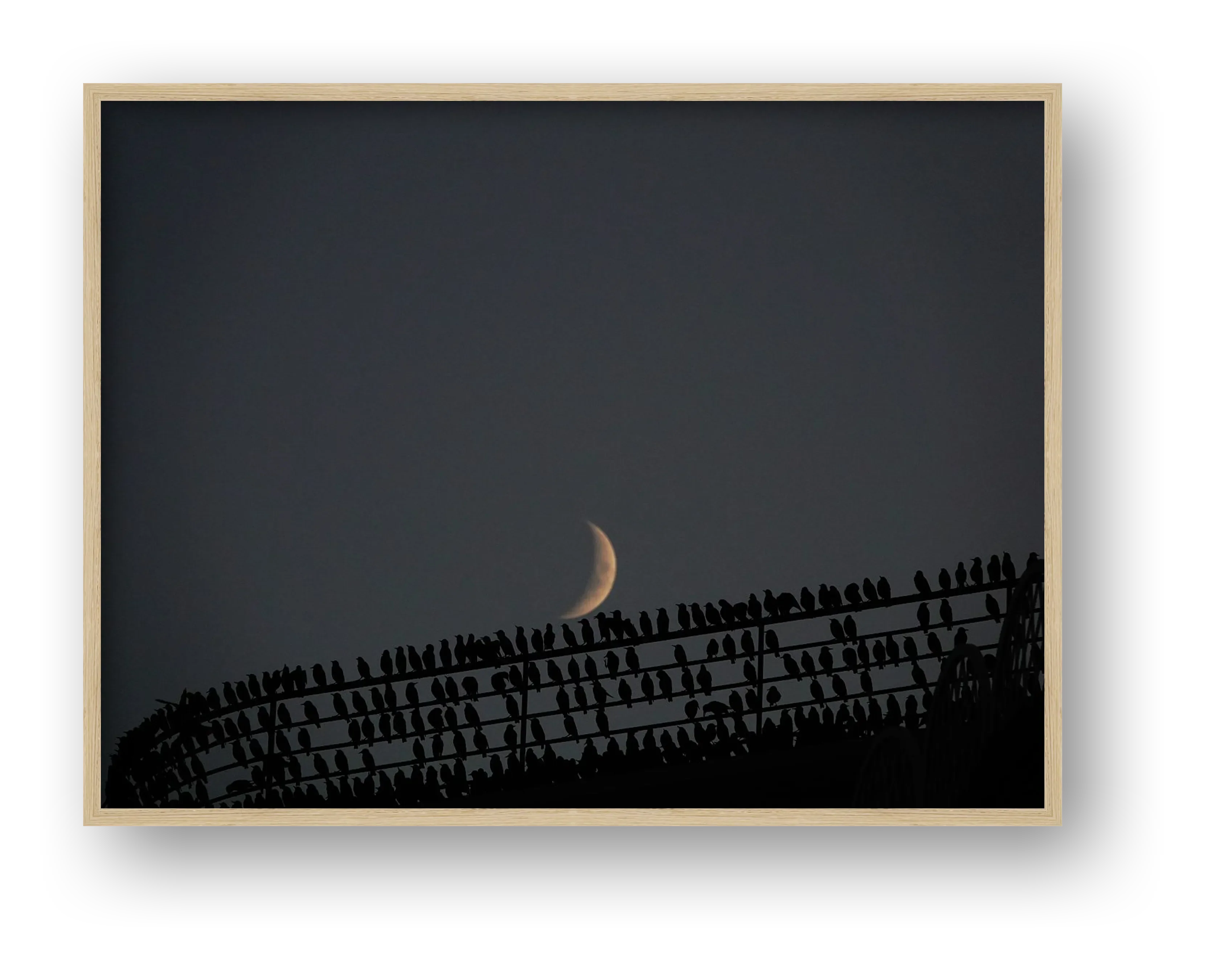 Murmurations 7- Limited Edition — framed