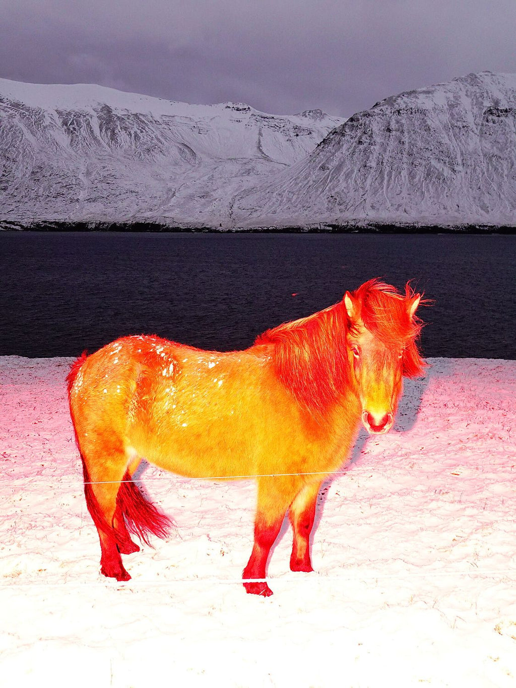 The Red Horse - Limited Edition