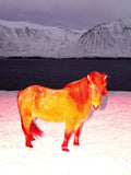 The Red Horse - Limited Edition
