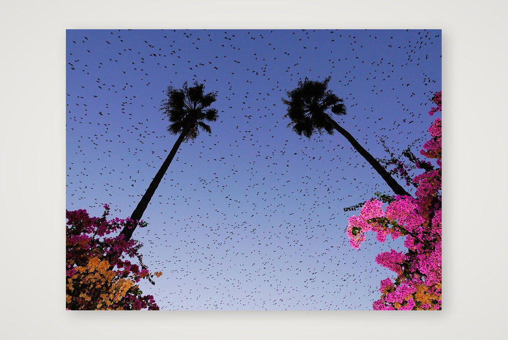 Murmurations 4- Limited Edition — 80×60cm, 31×24" Print only